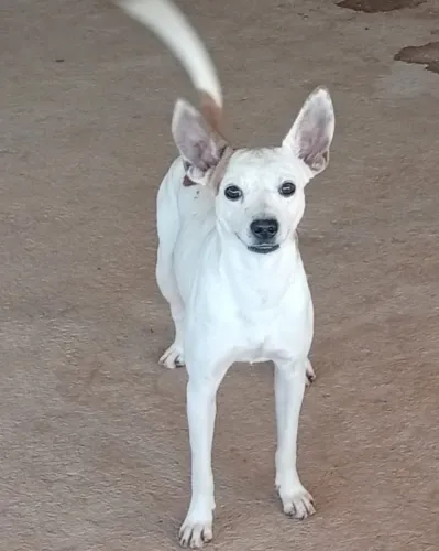 ADOÇÃO DE CACHORRO