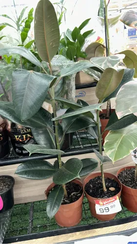 Planta lírio da paz