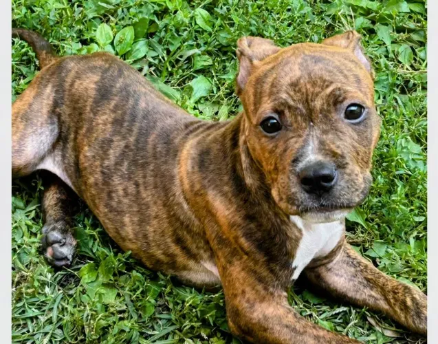 Filhote da raça Pitbull 