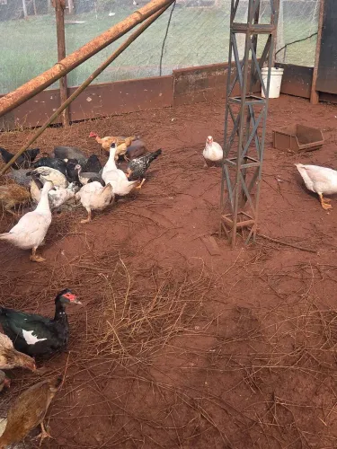 Vendo galinha de Angola,pato branco 