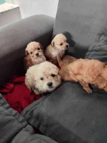 Vendo filhotes de Poodle 01 micro, todos são macho.