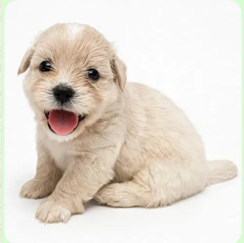 ShihPoo - shih-tzu com poodle