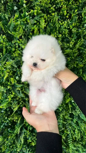 SPITZ ALEMÃO ANÃO (LULU DA POMERÂNIA) 