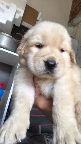 Filhote Golden Retriever, O filhote dos seus sonhos está esperando por você!