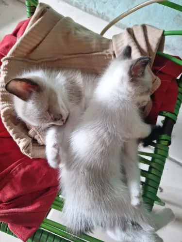 Doa-se dois gatinhos e a mãe deles 