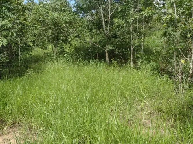 Imóvel para venda tem 537240 metros quadrados em Área Rural de Goianésia - Goianésia - GO
