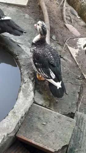 Vendo pato Muscovy 