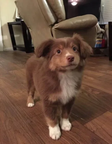 Filhote border collie, Seus dias de solidão acabaram!