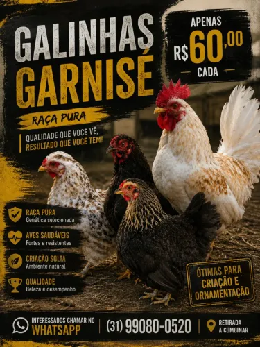 Galinhas Garnisé de Raça Pura - R$ 60 Cada