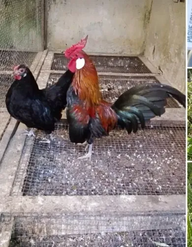 Não 