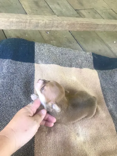 Lindos filhotes de pinscher zero puro ?
