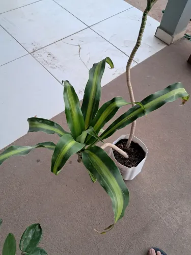 Planta 