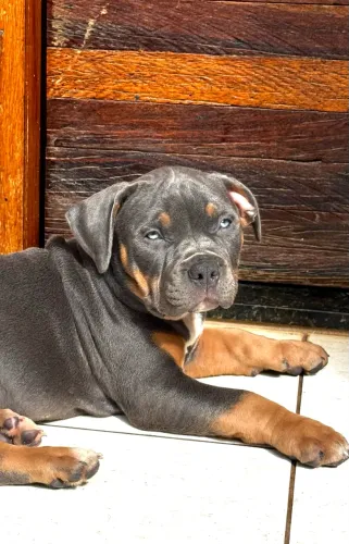 Pitmonster 