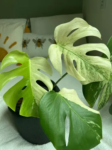 Muda Monstera Variegata 