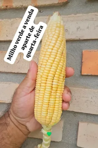 Milho verde 