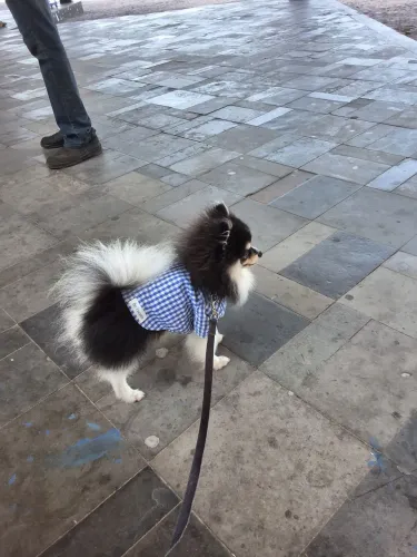 Spitz alemão macho procura namorada