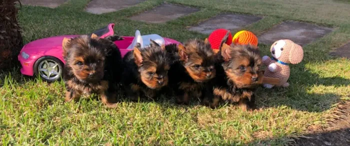 Cachorro Yorkshire baby face - Macho e/ou fêmea disponível - vacinado, com garantia total 