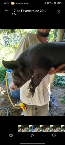 Leitão Pietran Black