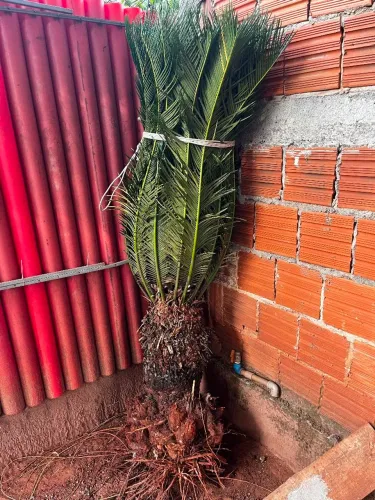 ? Cica (Cycas Revoluta) Adulta - 15 Anos - Saudável