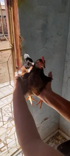 Franguinhos gsb