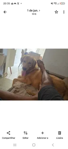 Filhote labrador 400,00