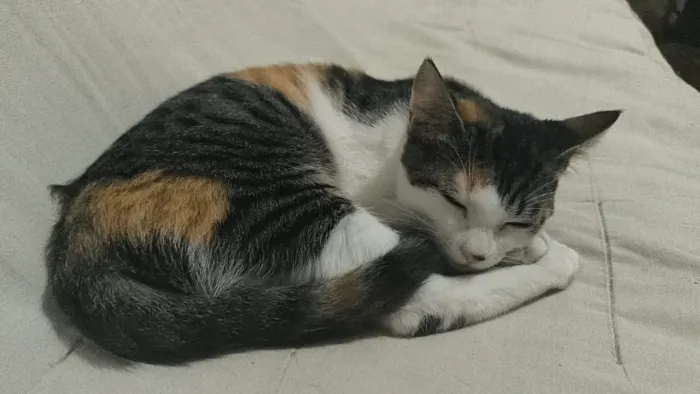 Gata fêmea tricolor