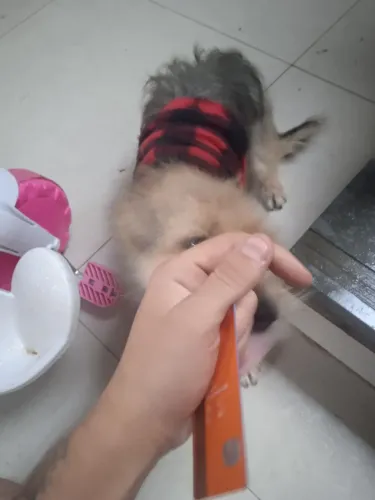 Doação de cachorra 