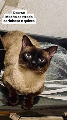 Gato macho castrado