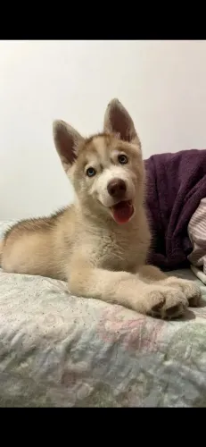 Husky siberiano