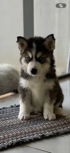 Husky siberiano