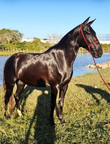 Cavalo 
