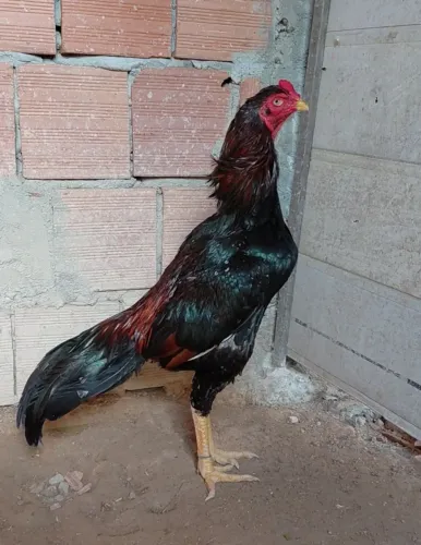 Frango shamo