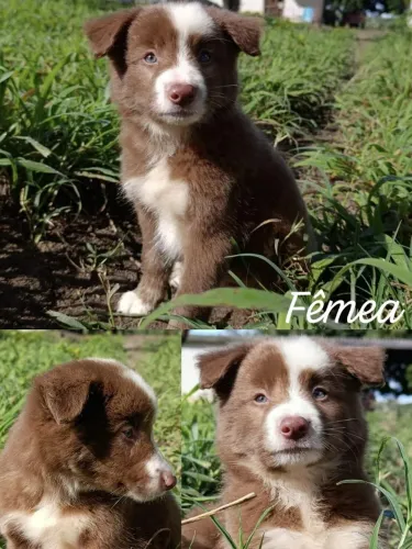 Filhotes de Border Collie