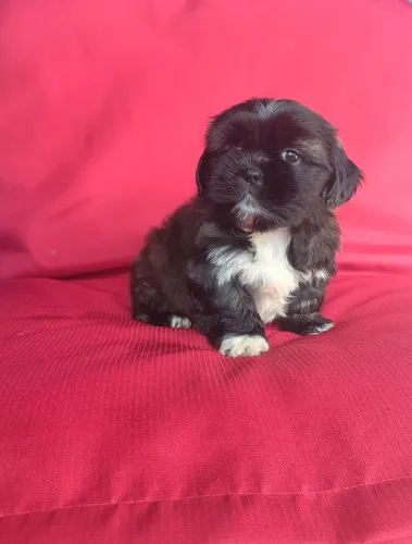 Lindo machinho de Lhasa Apso disponível para Entrega