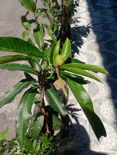 Frutífera enxertada