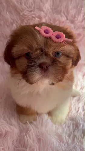 Feminha de Shih tzu disponível