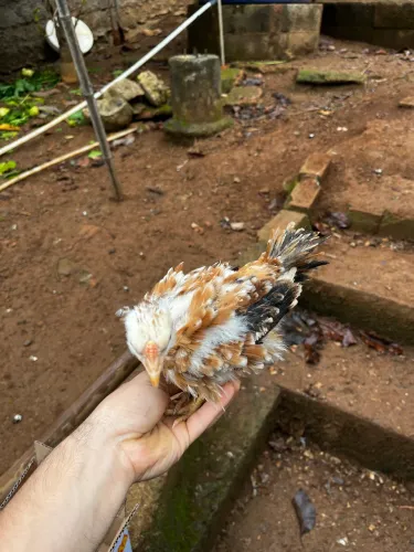 Pintinhos sedosa do Japão e arrepiado
