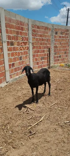 Ovelhas Santa Inês