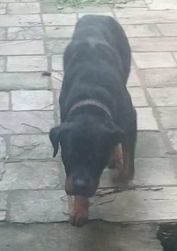 Cão rotweiler puro