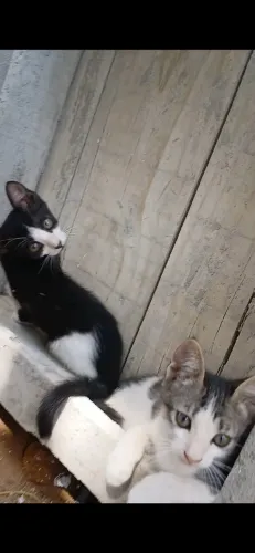 ADOÇÃO POR AMOR