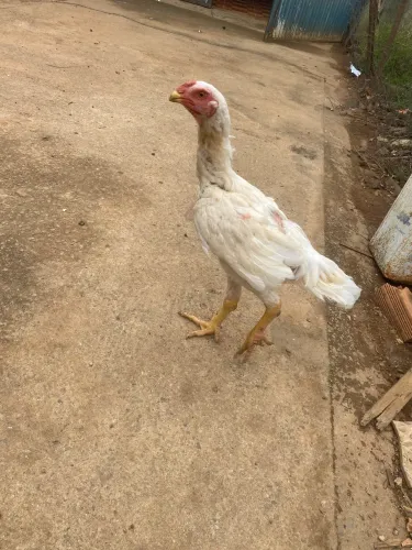 Frango e galinha azeel