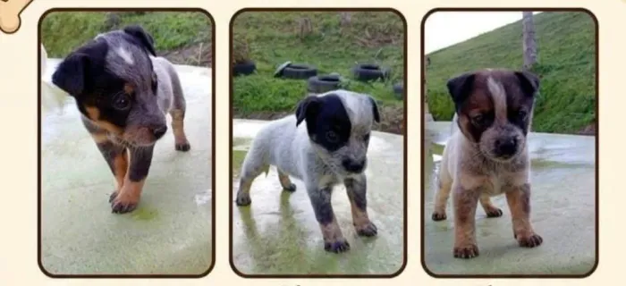 Filhotes BLUE HEELER 