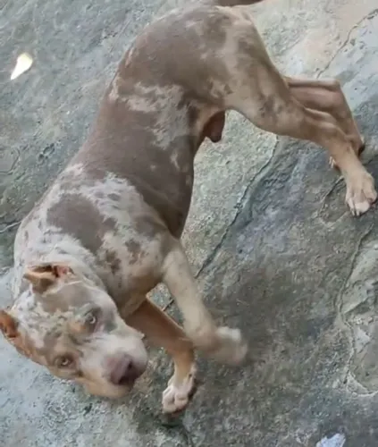 Pitmonster Tri Lilac Merle