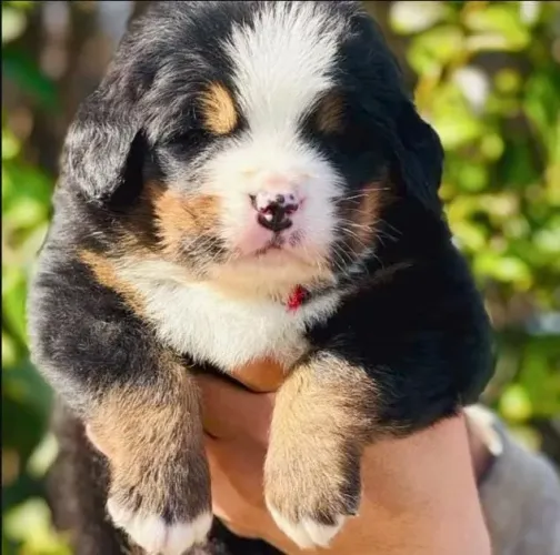 Filhotes de Bernese | Um cachorro com olhar cativante.