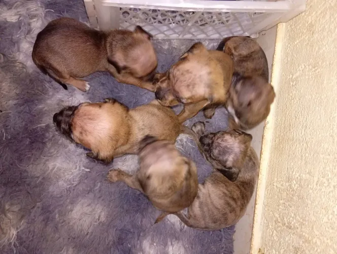 Doação de cachorro de porte pequeno