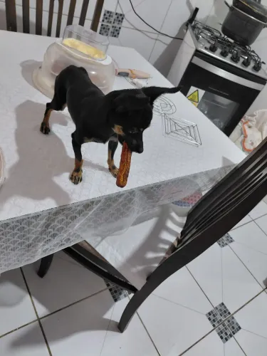 Vende-se filhotes de pinscher as fotos do anúncio e do pai 