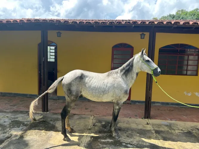 Cavalo registrado