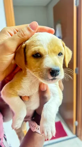 Cachorro pra doação 