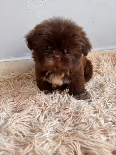 Fêmea Shih Tzu
