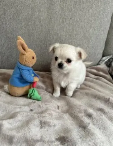 Chihuahua,Chihuahua Filhote Vacinado e Vermifugado